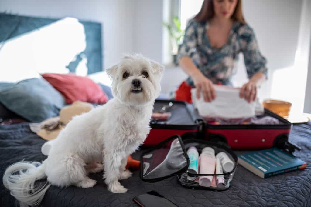 Moving Day Essentials Bag for Pets